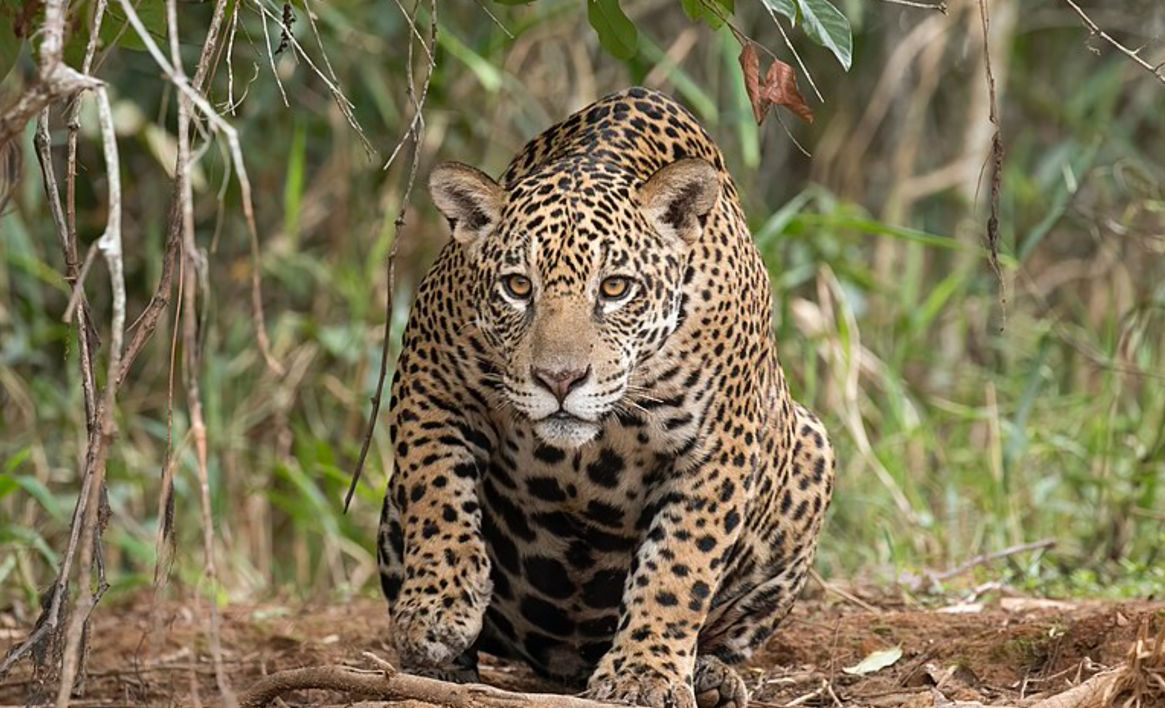 Hábitat del jaguar en Yucatán corre peligro